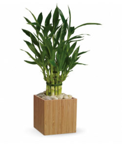 green bamboo plant in wooden planter for luck
