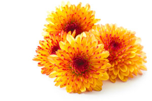 Orange & Yellow Chrysanthemums