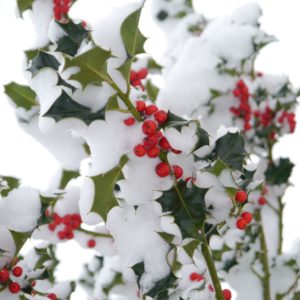 red holly berries on snowy branch