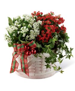Eye-catching kalanchoe plants sit side by side each blooming with either tiny red or white blooms amongst lush green foliage, accented with a vibrant ivy plant, shiny red glass holiday balls, and a multi-plaid red and green ribbon, whiled seated in a white woodchip woven basket.