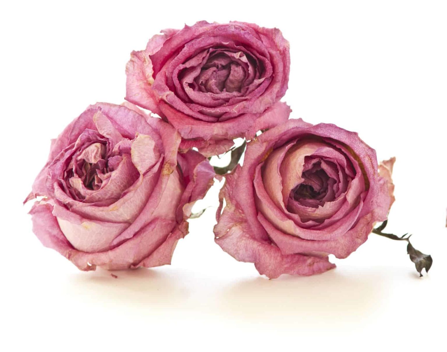 The Quickest FlowerDrying Technique Welke's House of Roses