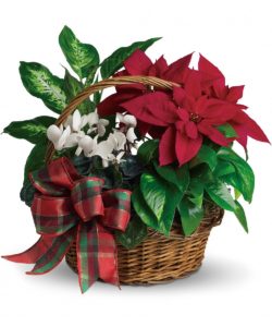 Real live plants make this basket a welcome gift for any home! It's perfectly suited for the season and will be appreciated even after the holidays.