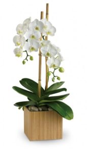 Pure elegance. That's what these divine white phalaenopsis orchids deliver. They're beautiful upon arrival, and what's even more beautiful is that these amazing plants are easy to take care of, and can blossom for months.