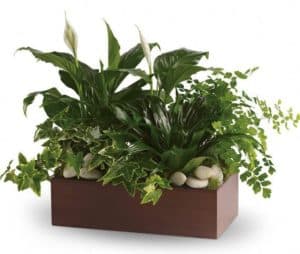 Three of the most popular and most loved of all plants, beautifully presented in a stylish bamboo rectangle is a gift that will bring many days of joy.