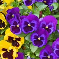 purple and yellow Pansies