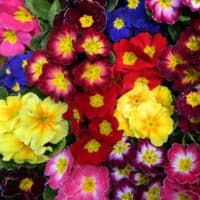 multicolored Primroses