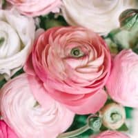 white and pink Ranunculus