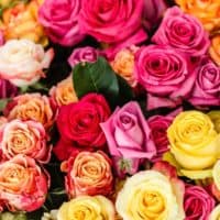 different colored roses