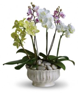 six stunning orchid plants